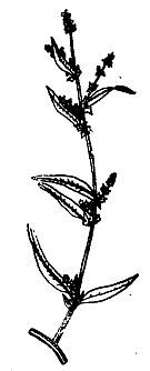 Школа выживания. Как избежать голодной смерти - i_012.jpg