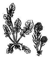 Школа выживания. Как избежать голодной смерти - i_019.jpg