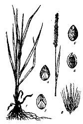 Школа выживания. Как избежать голодной смерти - i_023.jpg