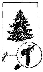 Школа выживания. Как избежать голодной смерти - i_039.jpg