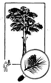 Школа выживания. Как избежать голодной смерти - i_047.jpg