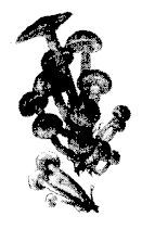 Школа выживания. Как избежать голодной смерти - i_095.jpg