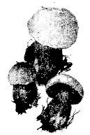 Школа выживания. Как избежать голодной смерти - i_096.jpg