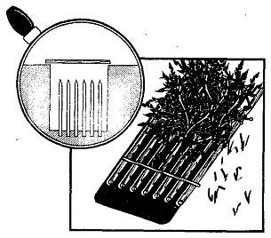Школа выживания. Как избежать голодной смерти - i_245.jpg