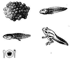 Школа выживания. Как избежать голодной смерти - i_296.jpg