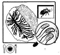 Школа выживания. Как избежать голодной смерти - i_312.jpg