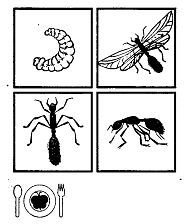 Школа выживания. Как избежать голодной смерти - i_314.jpg