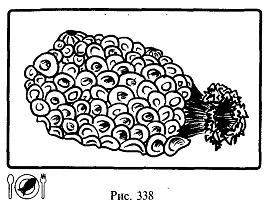 Школа выживания. Как избежать голодной смерти - i_364.jpg