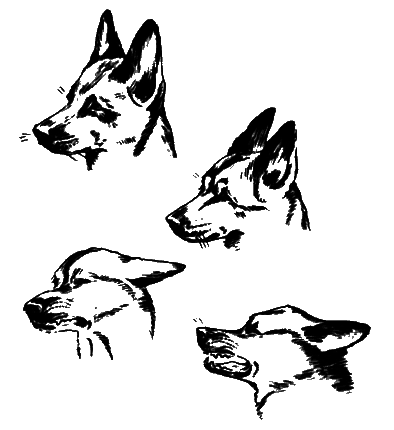 О чем лают собаки - pic_20.png