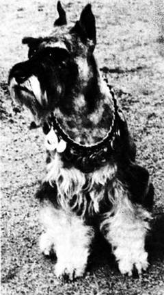 О чем лают собаки - pic_41.jpg