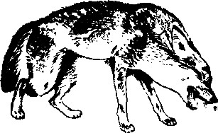 О чем лают собаки - pic_7.png