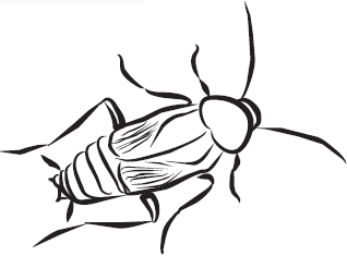 Самая нужная книга для самого нужного места. 1000 невероятных фактов, которых вы не знали - i_086.png