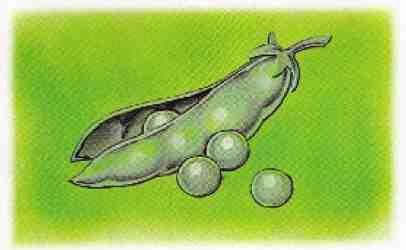 Большое путешествие Хомы и Суслика - i_006.jpg