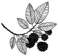 Дикий лес - i_074.png