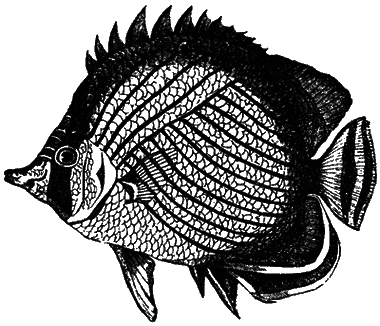 Почему панда стоит на голове и другие удивительные истории о животных - i_028.png