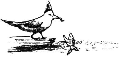 Почему панда стоит на голове и другие удивительные истории о животных - i_039.png