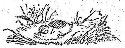 Красношейка - i_001.jpg