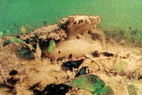 Сюрпризы моря - i_053.jpg