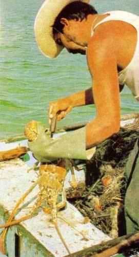 Сюрпризы моря - i_055.jpg