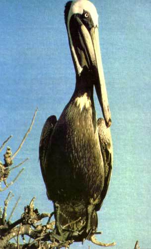 Сюрпризы моря - i_059.jpg