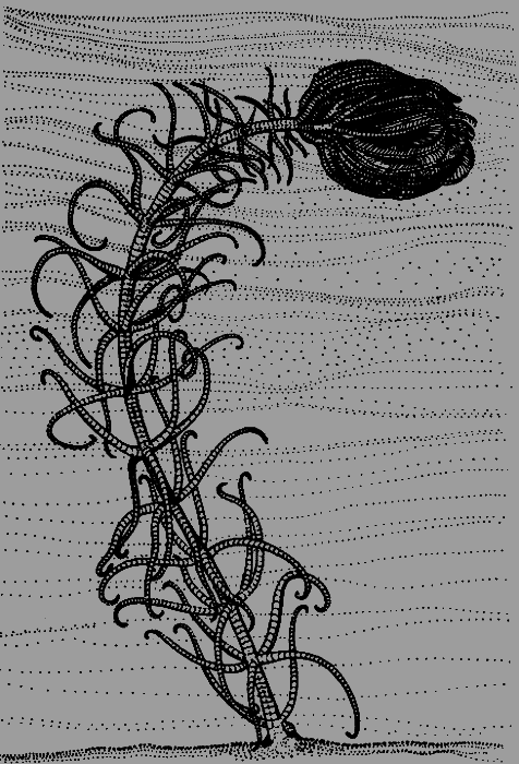 Сюрпризы моря - i_155.png