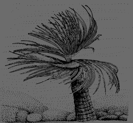 Сюрпризы моря - i_158.png