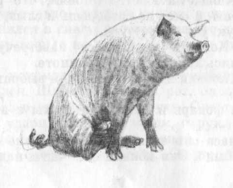 Кепка с карасями - _12.jpg