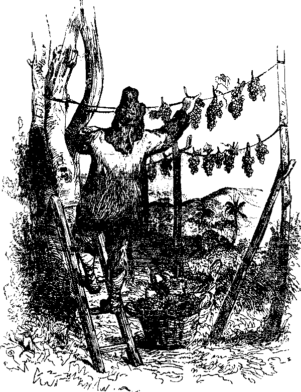 Приключения Робинзона Крузо - i_025.png