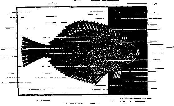 Происшествия под водой - i_046.jpg