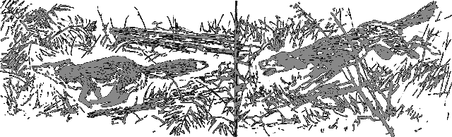 Рассказы о животных - i_011.png