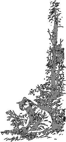 Рассказы о животных - i_029.png