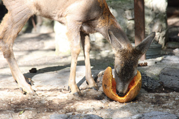 Цифровая фотография без Photoshop - i_057.jpg