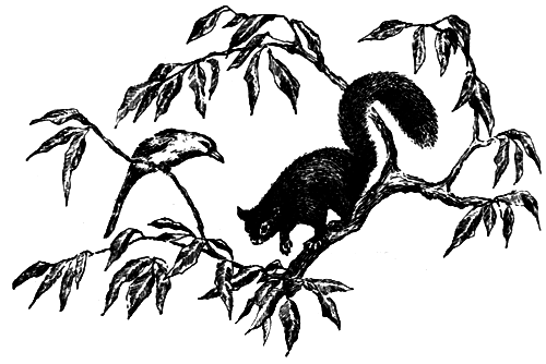 По следам рыжей обезьяны - i_039.png