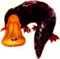 Мир животных Том 1 - i_006.jpg