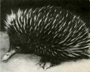 Мир животных Том 1 - i_012.jpg