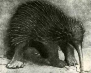 Мир животных Том 1 - i_014.jpg