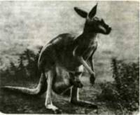 Мир животных Том 1 - i_025.jpg