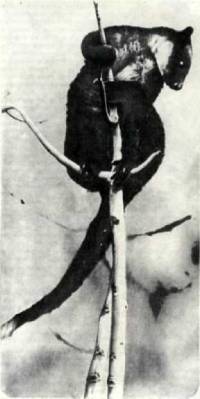 Мир животных Том 1 - i_029.jpg