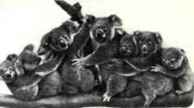 Мир животных Том 1 - i_033.jpg