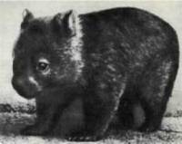 Мир животных Том 1 - i_036.jpg