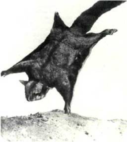 Мир животных Том 1 - i_039.jpg