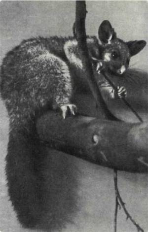 Мир животных Том 1 - i_043.jpg