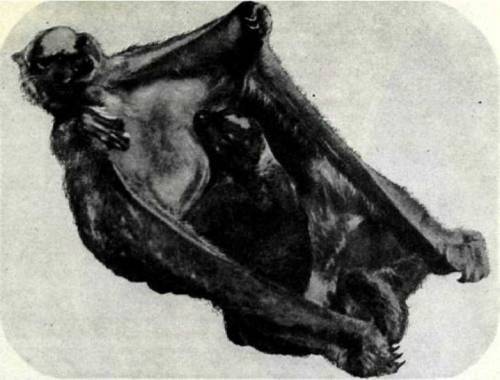 Мир животных Том 1 - i_091.jpg