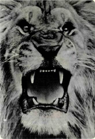 Мир животных Том 1 - i_094.jpg