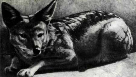 Мир животных Том 1 - i_112.jpg