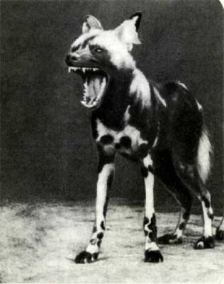 Мир животных Том 1 - i_124.jpg