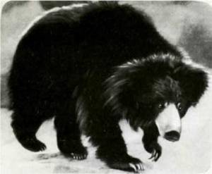 Мир животных Том 1 - i_145.jpg