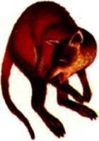 Мир животных Том 1 - i_155.jpg