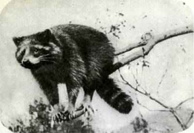 Мир животных Том 1 - i_156.jpg