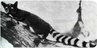 Мир животных Том 1 - i_159.jpg